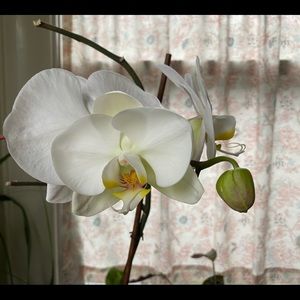 Meet your Posher, Ellen